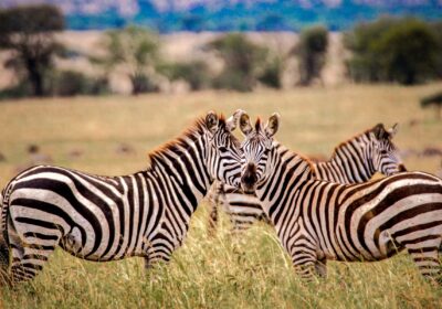 7-Day Wildlife Wonders of Tanzania Safari Tour