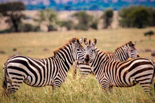 7-Day Wildlife Wonders of Tanzania Safari Tour