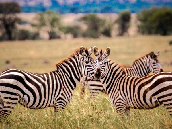 7-Day Wildlife Wonders of Tanzania Safari Tour