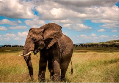 6-Day Tanzania Safari Escape
