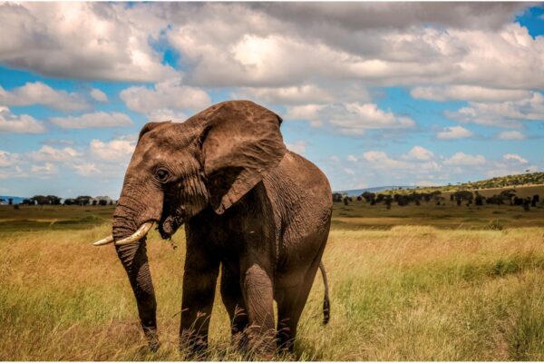 6-Day Tanzania Safari Escape