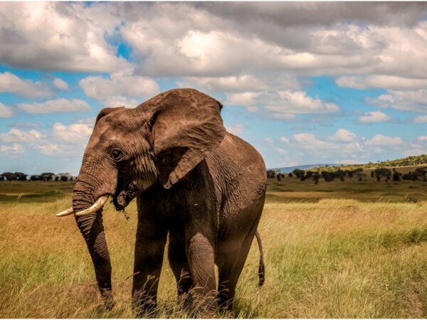 6-Day Tanzania Safari Escape