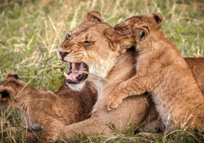 6-Day Serengeti & Ngorongoro Highlights Safari Tour