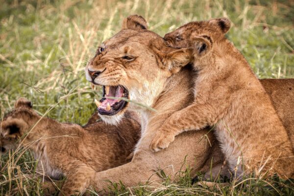 6-Day Serengeti & Ngorongoro Highlights Safari Tour