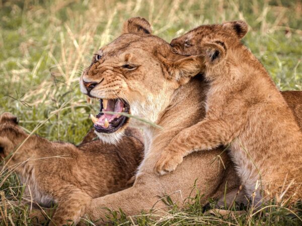 6-Day Serengeti & Ngorongoro Highlights Safari Tour