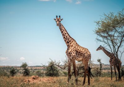 2 Days Exclusive Wildlife Adventure Safari Tour in Nyerere National Park