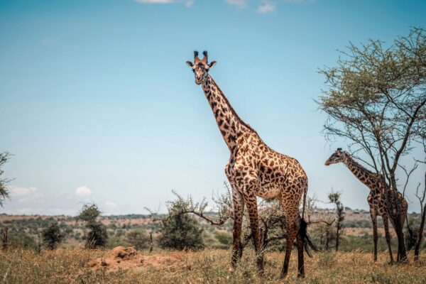 2 Days Exclusive Wildlife Adventure Safari Tour in Nyerere National Park