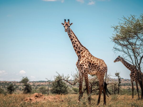 2 Days Exclusive Wildlife Adventure Safari Tour in Nyerere National Park