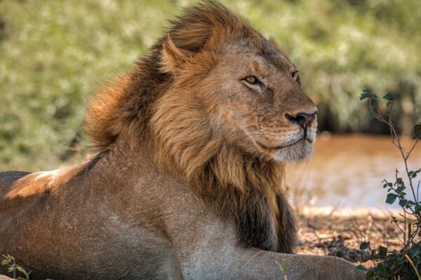 2-Day Tanzania Wildlife Safari Adventure Tarangire to Ngorongoro Crater