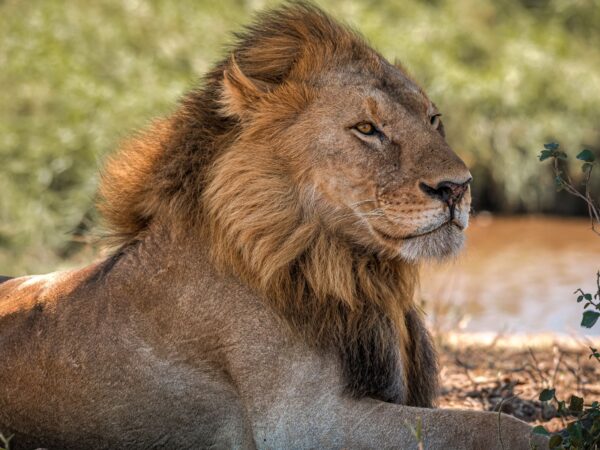 2-Day Tanzania Wildlife Safari Adventure Tarangire to Ngorongoro Crater