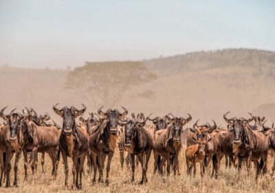 3-Day Serengeti Safari Unveiling Africa’s Wild Majesty from Zanzibar to Serengeti