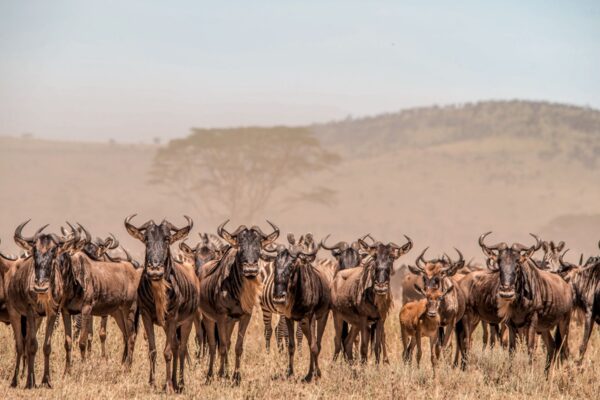 3-Day Serengeti Safari Unveiling Africa’s Wild Majesty from Zanzibar to Serengeti