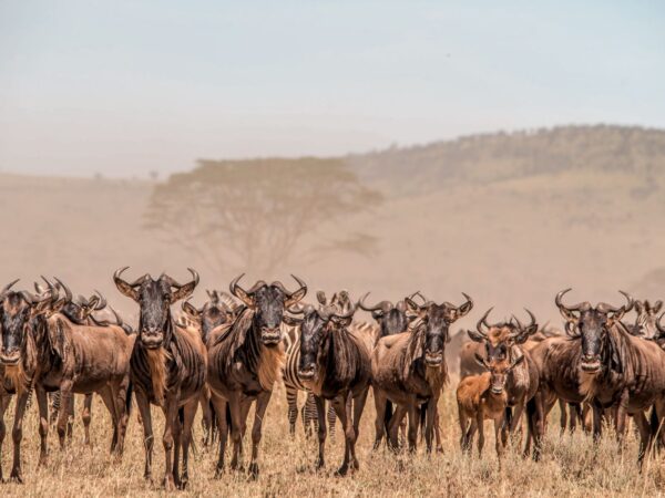 3-Day Serengeti Safari Unveiling Africa’s Wild Majesty from Zanzibar to Serengeti