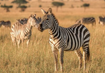 1 Day Mikumi Safari from Zanzibar