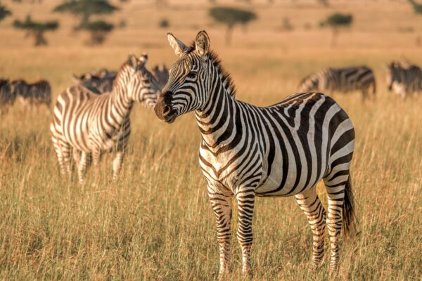 1 Day Mikumi Safari from Zanzibar