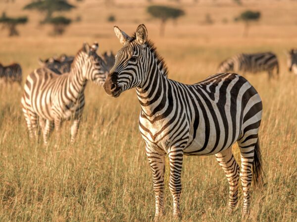 1 Day Mikumi Safari from Zanzibar