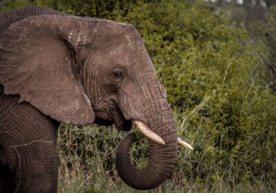 2 Day Luxury Wildlife Encounter Safari Tour in Nyerere National Park