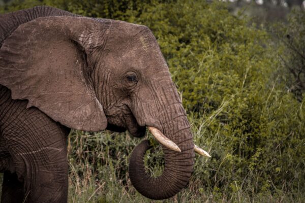 2 Day Luxury Wildlife Encounter Safari Tour in Nyerere National Park