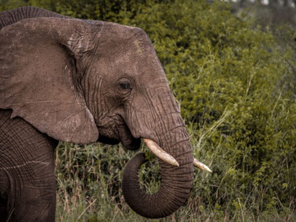 2 Day Luxury Wildlife Encounter Safari Tour in Nyerere National Park