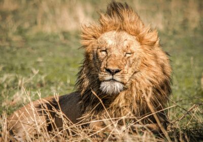 9 Days in Serengeti and Beyond Safari Tour