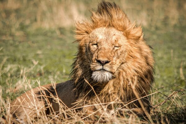 9 Days in Serengeti and Beyond Safari Tour