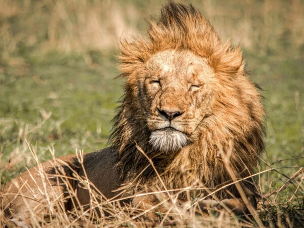 9 Days in Serengeti and Beyond Safari Tour