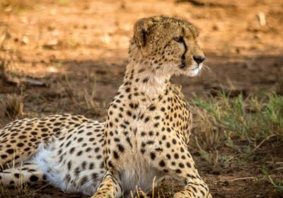 2 Day Wildlife Safari from Zanzibar to Nyerere National Park Adventure