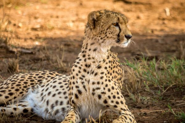 2 Day Wildlife Safari from Zanzibar to Nyerere National Park Adventure