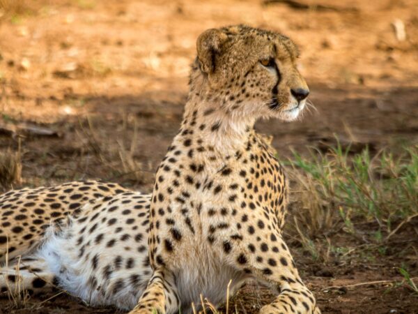 2 Day Wildlife Safari from Zanzibar to Nyerere National Park Adventure