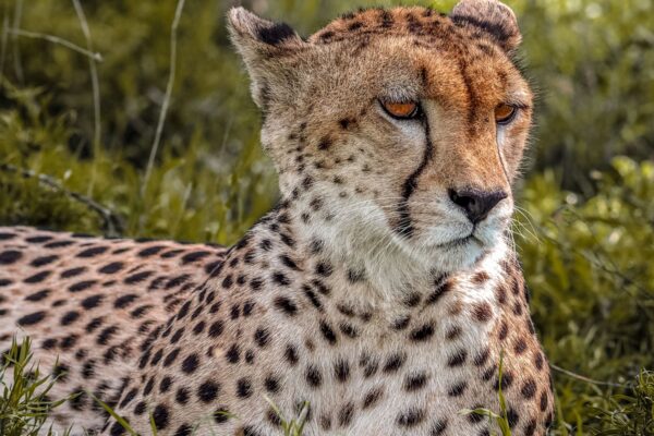 3 Day Wildlife Safari from Zanzibar to Nyerere National Park Adventure