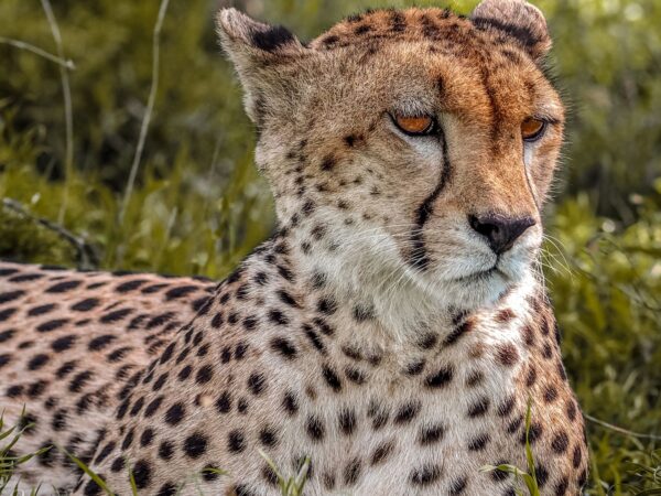 3 Day Wildlife Safari from Zanzibar to Nyerere National Park Adventure