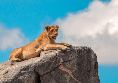 3-Day Wild Authentic Safari Adventure in Nyerere National Park