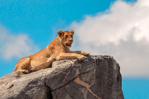 3-Day Wild Authentic Safari Adventure in Nyerere National Park