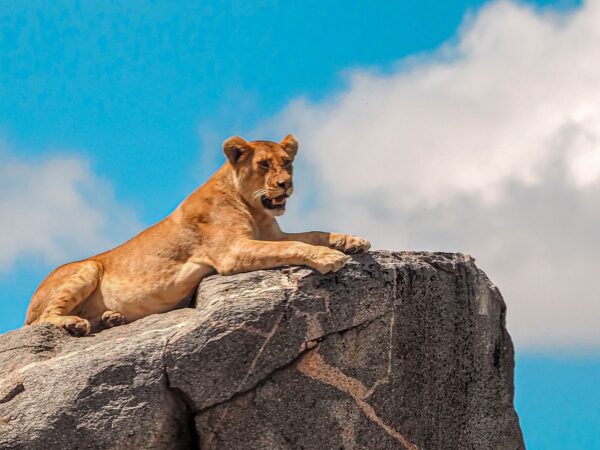 3-Day Wild Authentic Safari Adventure in Nyerere National Park