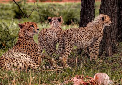 3-Day Tanzania Wildlife Journey Through Manyara, Ngorongoro and Tarangire