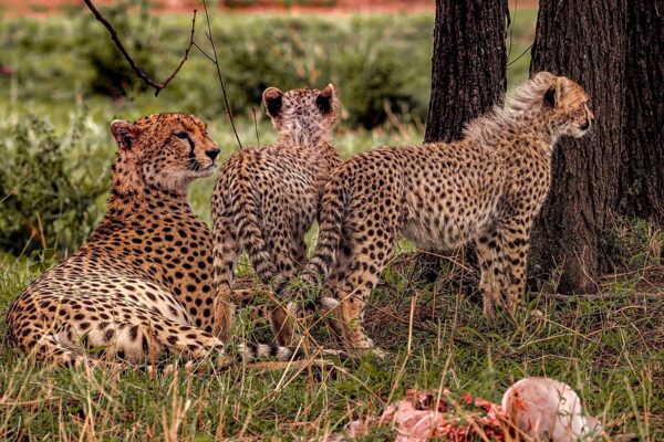 3-Day Tanzania Wildlife Journey Through Manyara, Ngorongoro and Tarangire