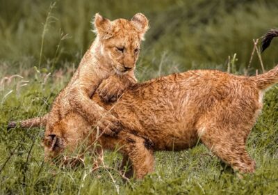 7-Day Tanzania Wildlife Marvels Safari Tour