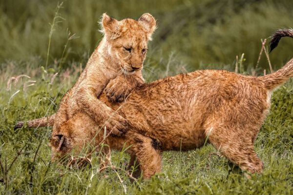 7-Day Tanzania Wildlife Marvels Safari Tour