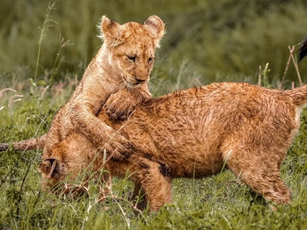 7-Day Tanzania Wildlife Marvels Safari Tour