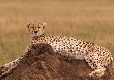 7-Day Tanzania Wildlife Marvels Safari Tour