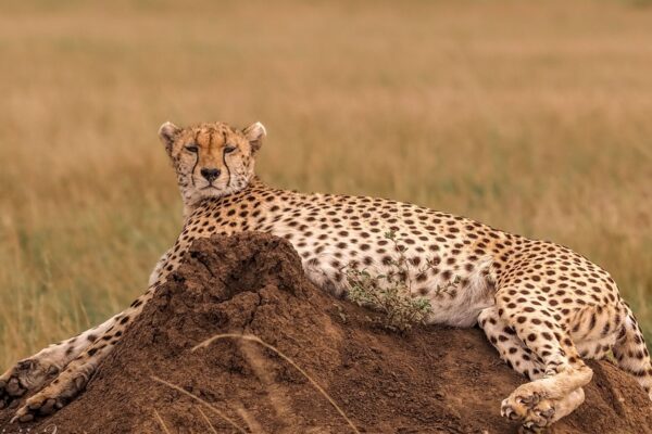 7-Day Tanzania Wildlife Marvels Safari Tour