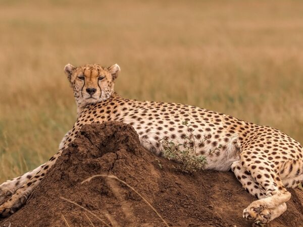 7-Day Tanzania Wildlife Marvels Safari Tour