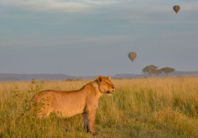 3 Day Luxury Wildlife Encounter Safari Tour in Nyerere National Park