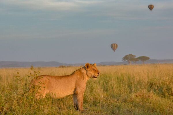 3 Day Luxury Wildlife Encounter Safari Tour in Nyerere National Park