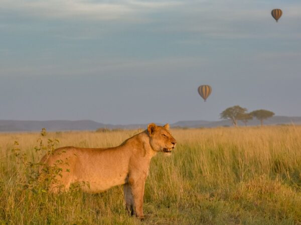 3 Day Luxury Wildlife Encounter Safari Tour in Nyerere National Park