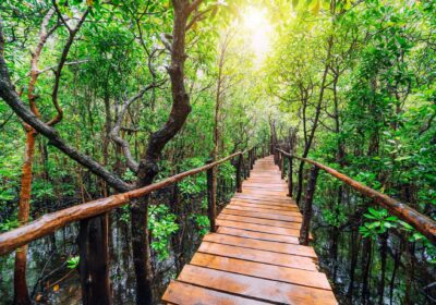 Zanzibar Jozani Forest & Prison Island Tour