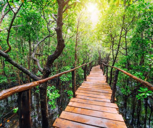 Zanzibar Jozani Forest & Prison Island Tour