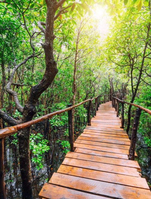 Zanzibar Jozani Forest & Prison Island Tour