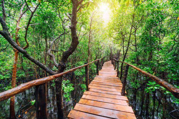 Zanzibar Jozani Forest & Prison Island Tour