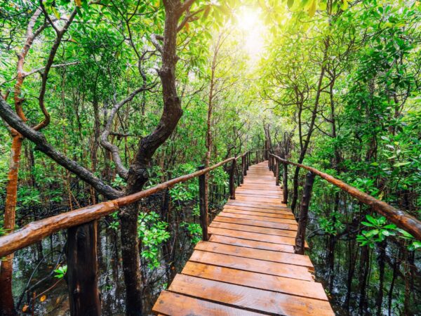 Zanzibar Jozani Forest & Prison Island Tour